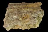 Permian Amphibian Fossil Bone - Texas #153743-1